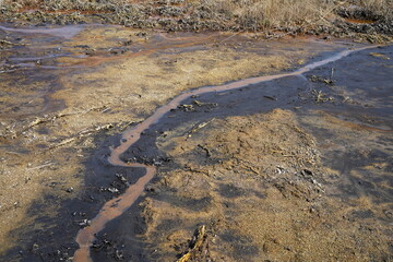 Details of peat bog structure at the Frantiskovy Lazne (Czech Republic)