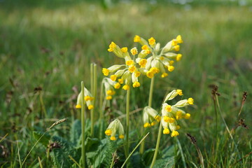 minimalistic image of cowslip flowers (primula veris) on a green meadow during spring time