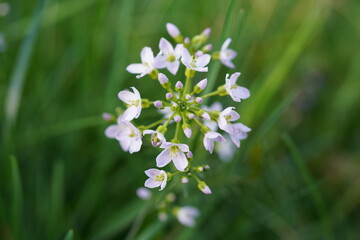 close-up image of a cuckooflower (cardamine pratensis) with green natural background