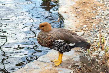 Side view of elegant Upland goose with intricate plumage resting at the edge of a calm pond