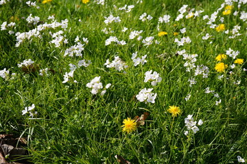 beautiful  image of a group of cuckooflowers (cardamine pratensis) during spring