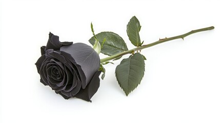 Single black rose on white background. Elegant contrast and symbolism.