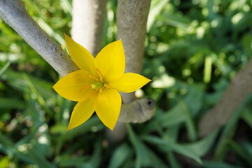 close-up image of yellow wild tulip (tulipa sylvestris) flower