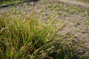 image of southern woodrush (juncaceae luzula) during spring