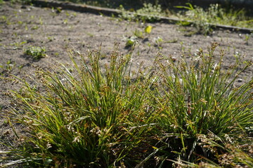 image of southern woodrush (juncaceae luzula) during spring