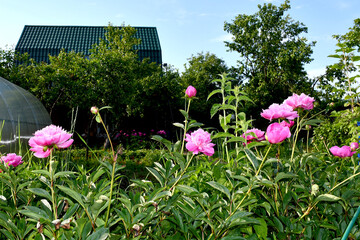 Summer at the dacha. Blooming pink peonies on a blurred background of a dacha plot of a house with a green roof