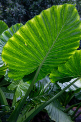 Alocasia odora, also known as the fragrant night lily