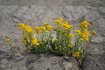 yellow golden dust flowers (Aurinia saxatilis)