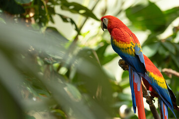 The Scarlet Macaw (Ara macao) is a strikingly colorful and majestic parrot found in the tropical rainforests of Central and South America.