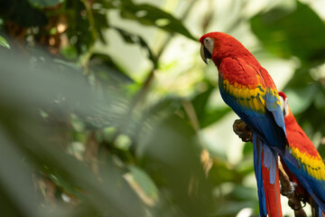 The Scarlet Macaw (Ara macao) is a strikingly colorful and majestic parrot found in the tropical rainforests of Central and South America.