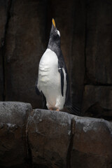Penguin on the rock looking up