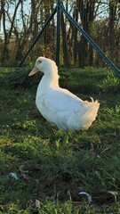 White duck standing gracefully on lush green grass in a serene outdoor setting showcasing its beauty and charm in a natural habitat healthy wildlife concept