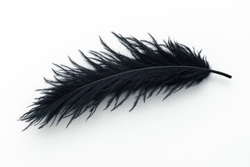 Obraz premium Single black ostrich feather isolated on white
