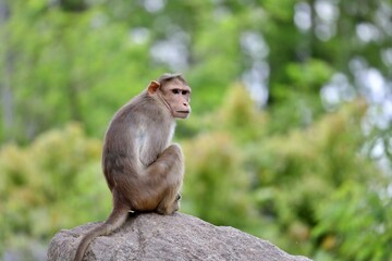 岩の上に座り振り向くボンネットモンキー