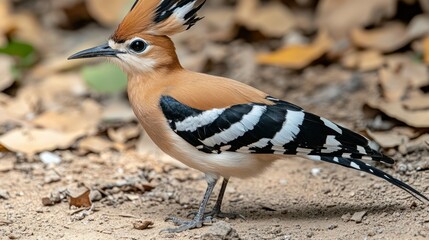 Obraz premium Hoopoe bird ground autumn leaves forest