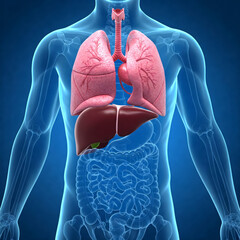 Human liver Anatomy Biology Healthcare Medicine Liver Lung