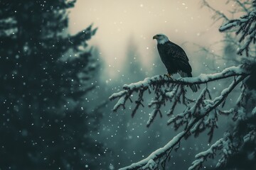 Fototapeta premium Majestic bald eagle perched on a snow-covered branch in a wintery forest, snowflakes falling.