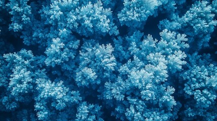 Fototapeta premium Aerial View of a Blue-Toned Frost-Covered Forest