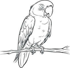 Black and white line drawing of a parrot perched on a branch with detailed feathers and beak