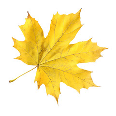 Obraz premium Autumnal yellow leaf close up nature photography