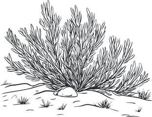 Black and white line drawing of a desert shrub growing in dry, sandy terrain with sparse grass