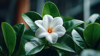 Closeup of a Delicate White Jasmine Flower with Green Leaves