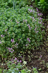 Henbit (Lamium amplexicaule) flowers. Lamiaceae annual weeds. This flower is a spring feature, painting roadsides and fields with its reddish purple blossoms.