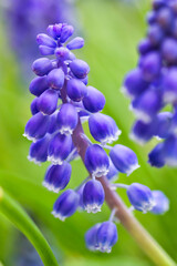 Beautiful close up of a blue flower: muscari blossoms in the garden