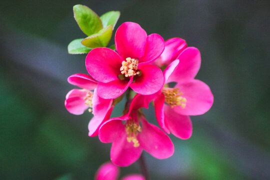 Branch of salmon quice blossoms: macro photography