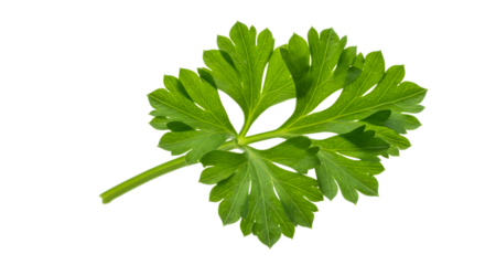 A single sprig of fresh vibrant green parsley isolated against a solid plane on transparent background
