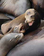 California sea lion barking