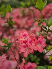 Pink flowers closeup