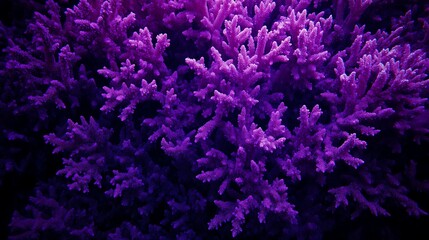 Naklejka premium Close-up Photograph of Purple Coral
