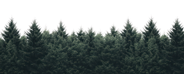 PNG Forest outdoors nature trees.