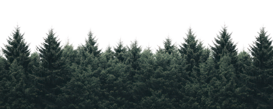 PNG Forest outdoors nature trees.