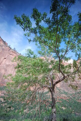 pine tree in the desert