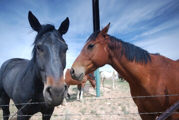 portrait of a horse