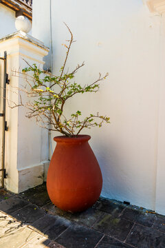 Terra cotta pot with plant in Old San Juan Puerto Rico 