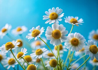 Blooming Chamomile Spring Flowers on Blue Background - Minimalist Photography