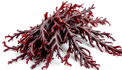 Obraz premium Close Up Bunch Of Dark Red Sea Moss Isolated On White Screen Background For Natural Health And Earth Day Concepts Promotion Backdrop