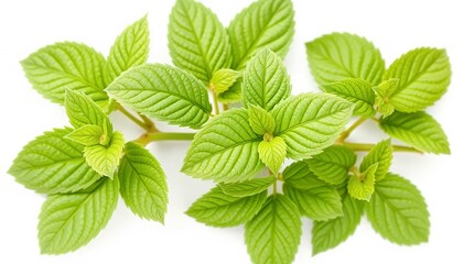 Fototapeta premium Close Up Fresh Green Mint Sprig Isolated on White Screen Background for Herbal Tea Presentation Clear Backdrop Advertisement Springtime Season Healthy Concept