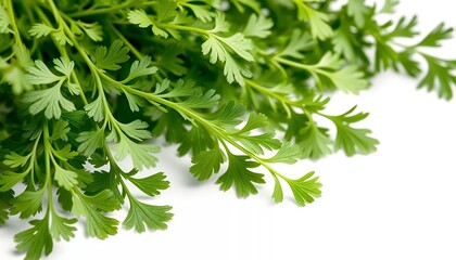 Fototapeta premium Close Up of Fresh Vibrant Green Chervil Herb Sprigs Isolated on White Screen Background Perfect for Culinary Promotions Herbal Remedy Ads and Earth Day Decoration Showcasing Organic Products