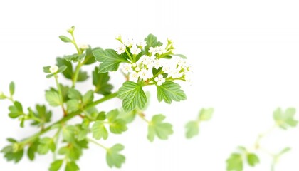 Delicate Branch with Green Leaves and Tiny White Flowers Isolated on White Screen Background Perfect for Springtime Designs and Botanical Illustrations Floral Still Life Decoration