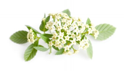 Delicate White Flowers with Green Leaves Isolated on White Screen Background Small Blossoms Create Lush Effect Perfect for Decoration Flower Arrangement Object Close Up