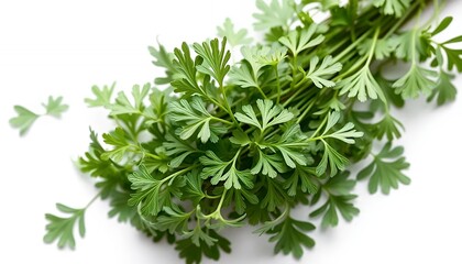 Fresh Green Chervil Herb Bunch Isolated On White Screen Background For Culinary And Healthy Lifestyle Concepts Clean Studio Style