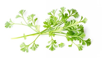 Obraz premium Fresh Green Cilantro Herb Bunch Isolated on White Screen Background For Ads Promotion and Decoration Clear Studio Quality