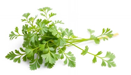 Obraz premium Fresh Green Cilantro Herb Isolated On White Screen Background For Culinary Projects Food Ads And Healthy Eating Campaign Ads Ingredient Backdrop
