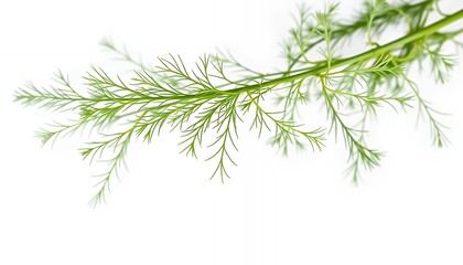 Fresh Green Dill Sprig Isolated on White Screen Background Perfect for Culinary Designs and Adds A Touch of Natural Herbs Ideal for Food Related Projects or Healthy Lifestyle Promotion