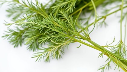 Fresh Green Dill Sprigs Isolated on White Screen Background Ideal for Culinary Themed Decoration Promoting Natural Flavor and Healthy Lifestyle in Clean Studio Shot Close Up
