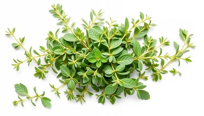 Fototapeta premium Fresh Green Oregano Sprigs Isolated on White Screen Background Close Up of Aromatic Culinary Herb Ideal For Advertisement And Decoration
